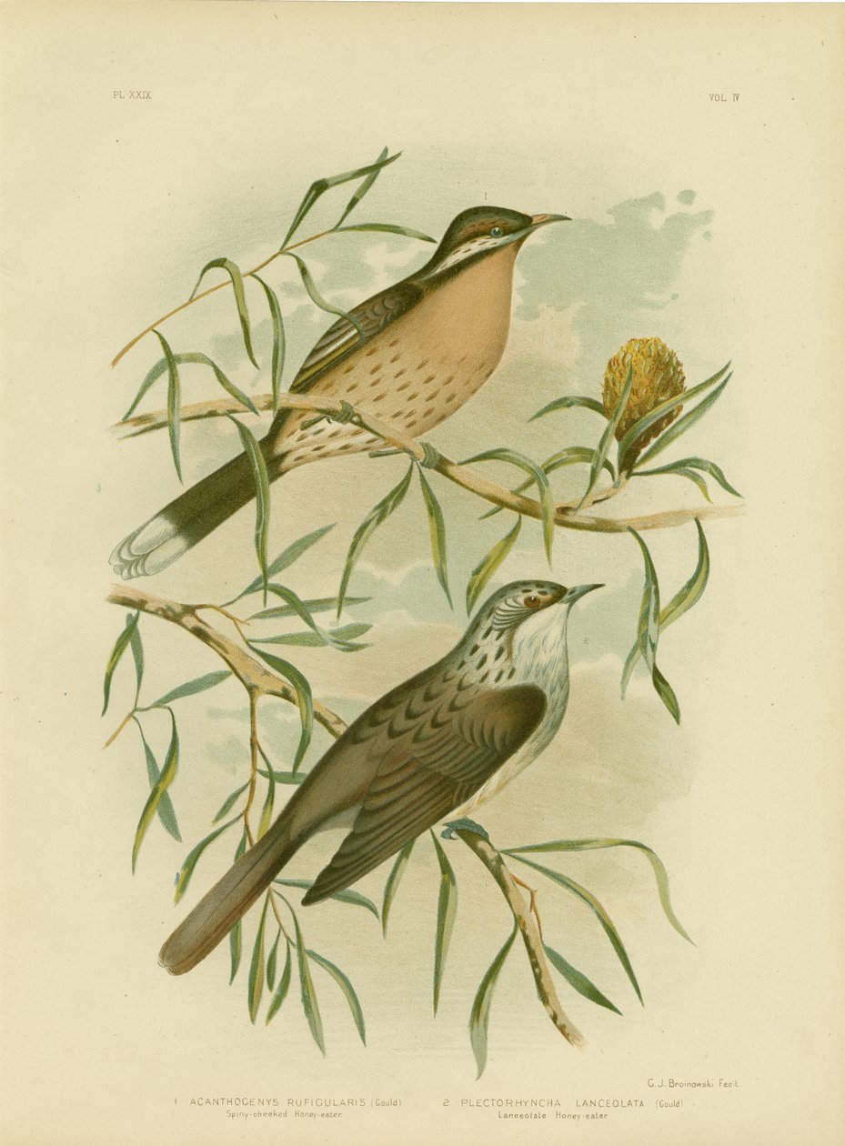 Honeyeater med piggete kinn, 1891 av Gracius Broinowski