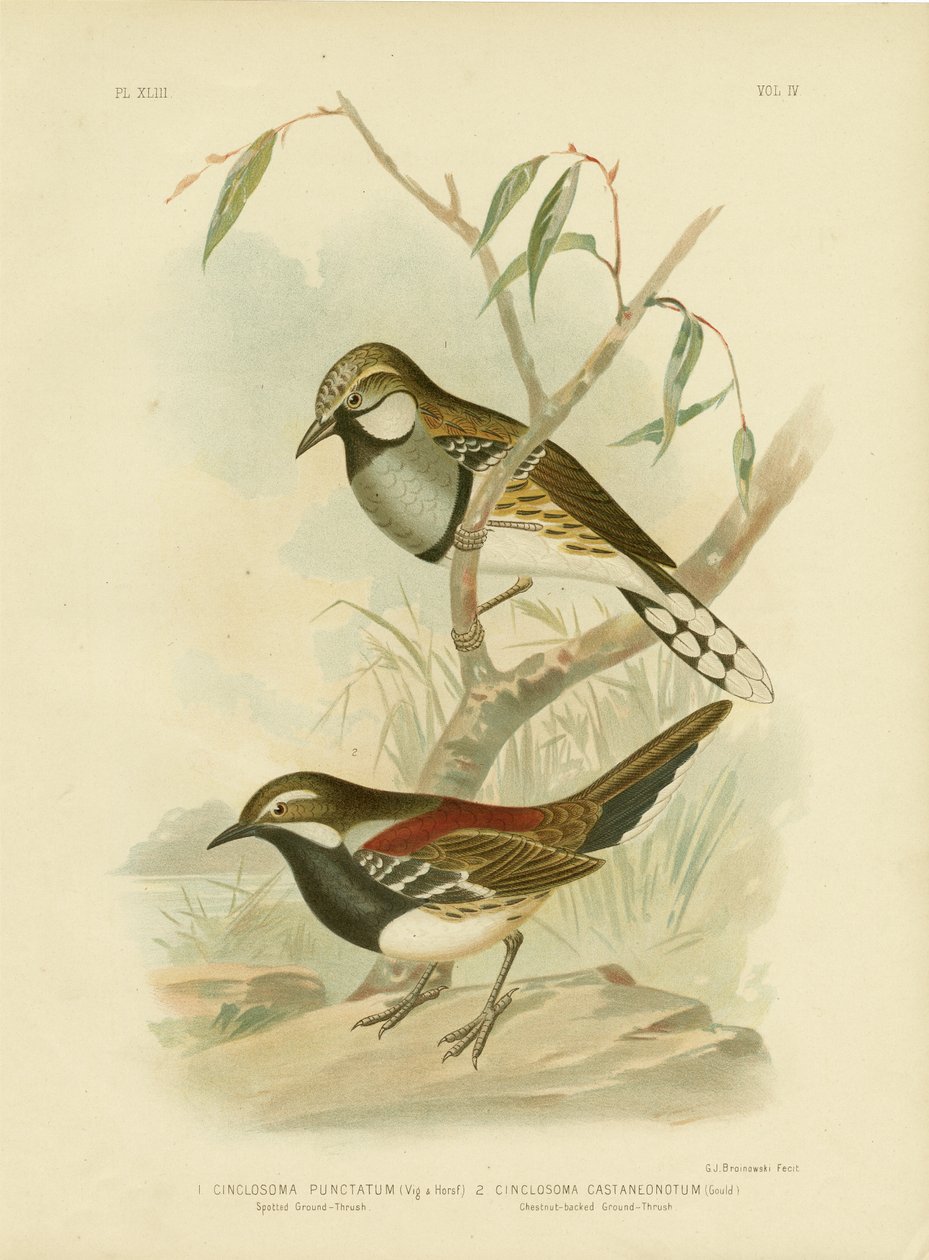 Spotted Ground-trost, 1891 av Gracius Broinowski