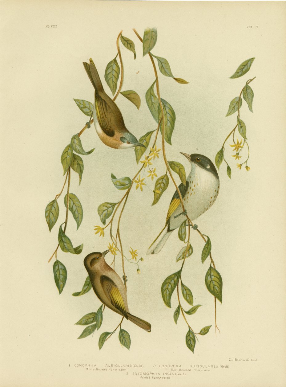 Hvitstrupet honningeter, 1891 av Gracius Broinowski