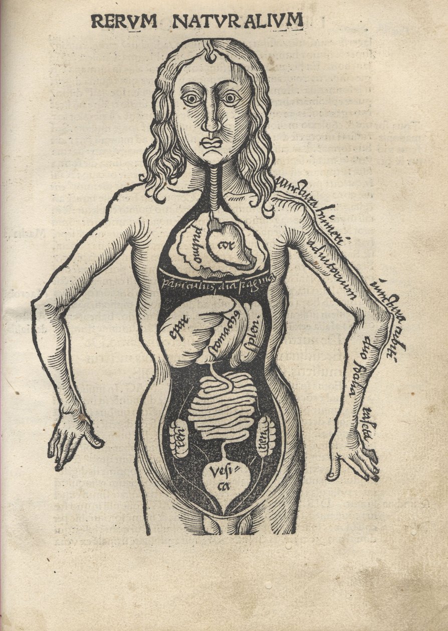 Margarita filosofisk Anatomi, 1504 av Gregor Reisch