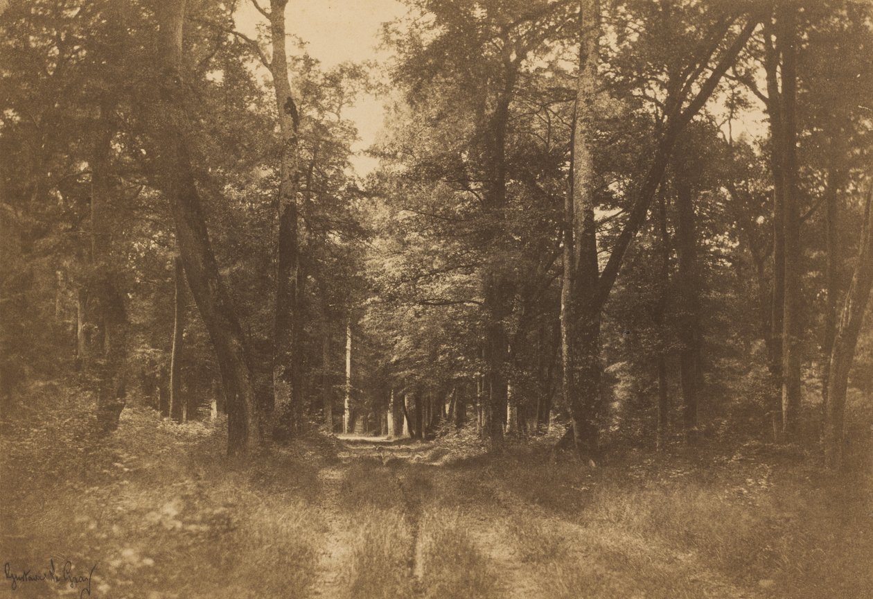 Bas-Bréau, Forest of Fontainebleau, 1849-1852. av Gustave Le Gray