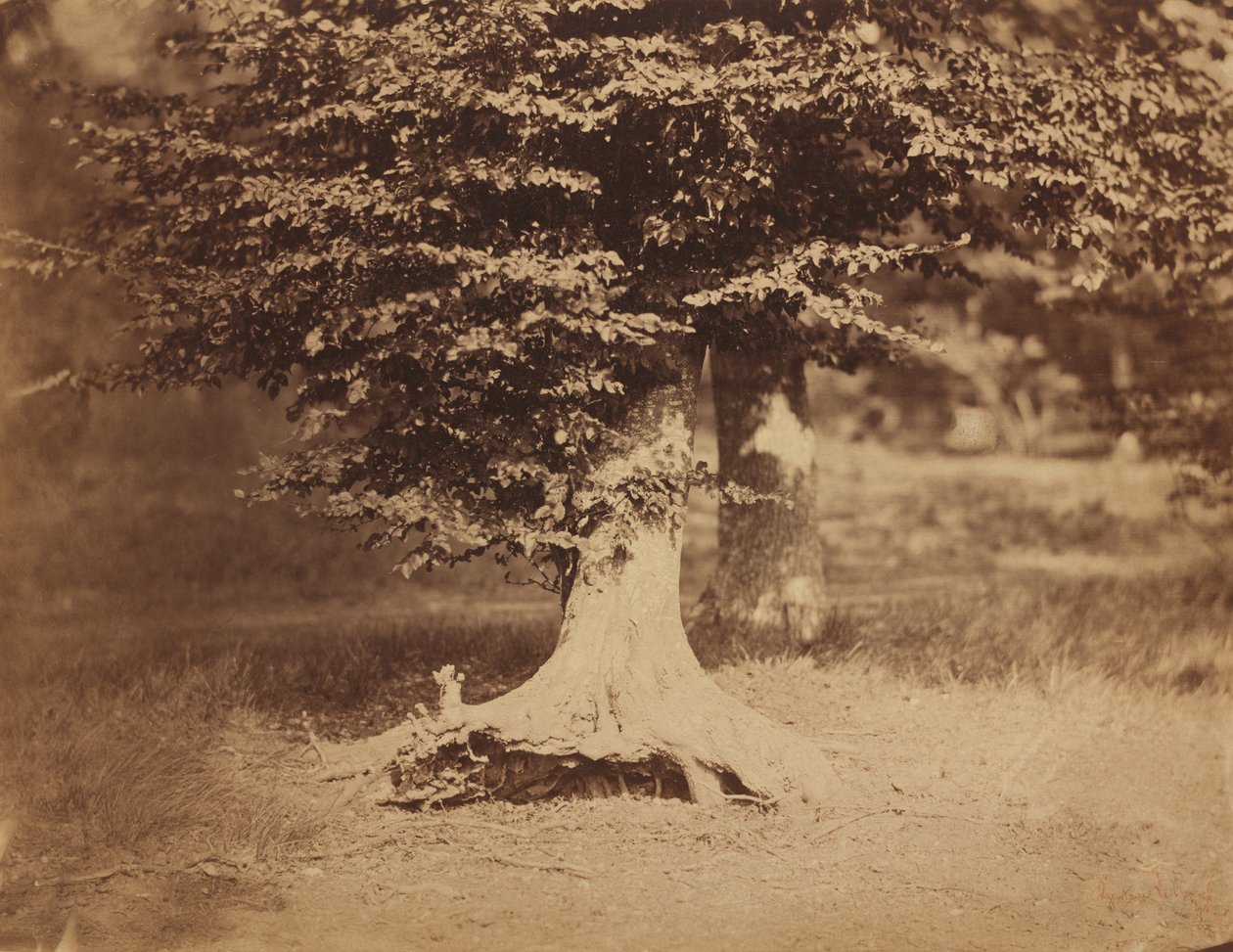 Bøketre, Forest of Fontainebleau av Gustave Le Gray