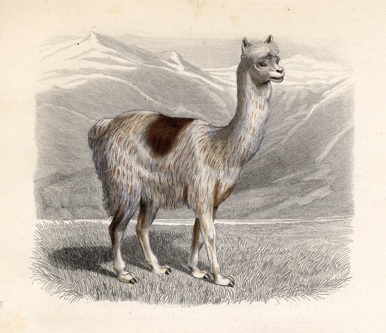 Lamaen, gravert av E. Ramus av H. Gobin