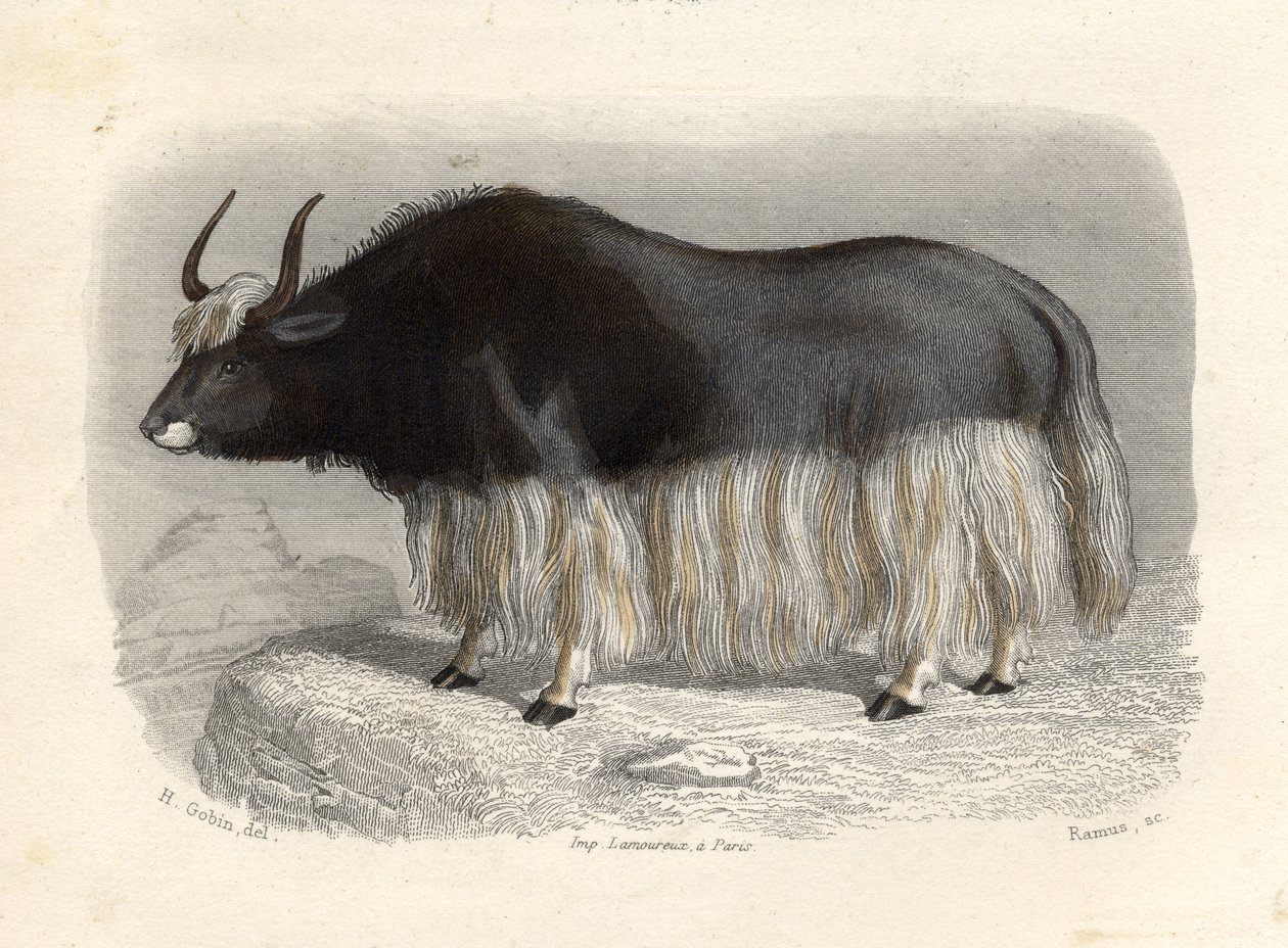 Den tartariske kua, gravert av E. Ramus av H. Gobin