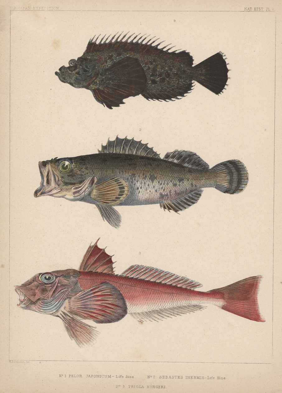 1. Pelor Japonicum, 2. Sebastes Inermis og 3. Trigla Burgeri, 1855 av H. Patterson