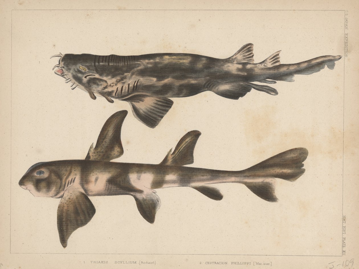 1. Triakis Scyllium, 2. Cestracion Phillippi, 1855 av H. Patterson