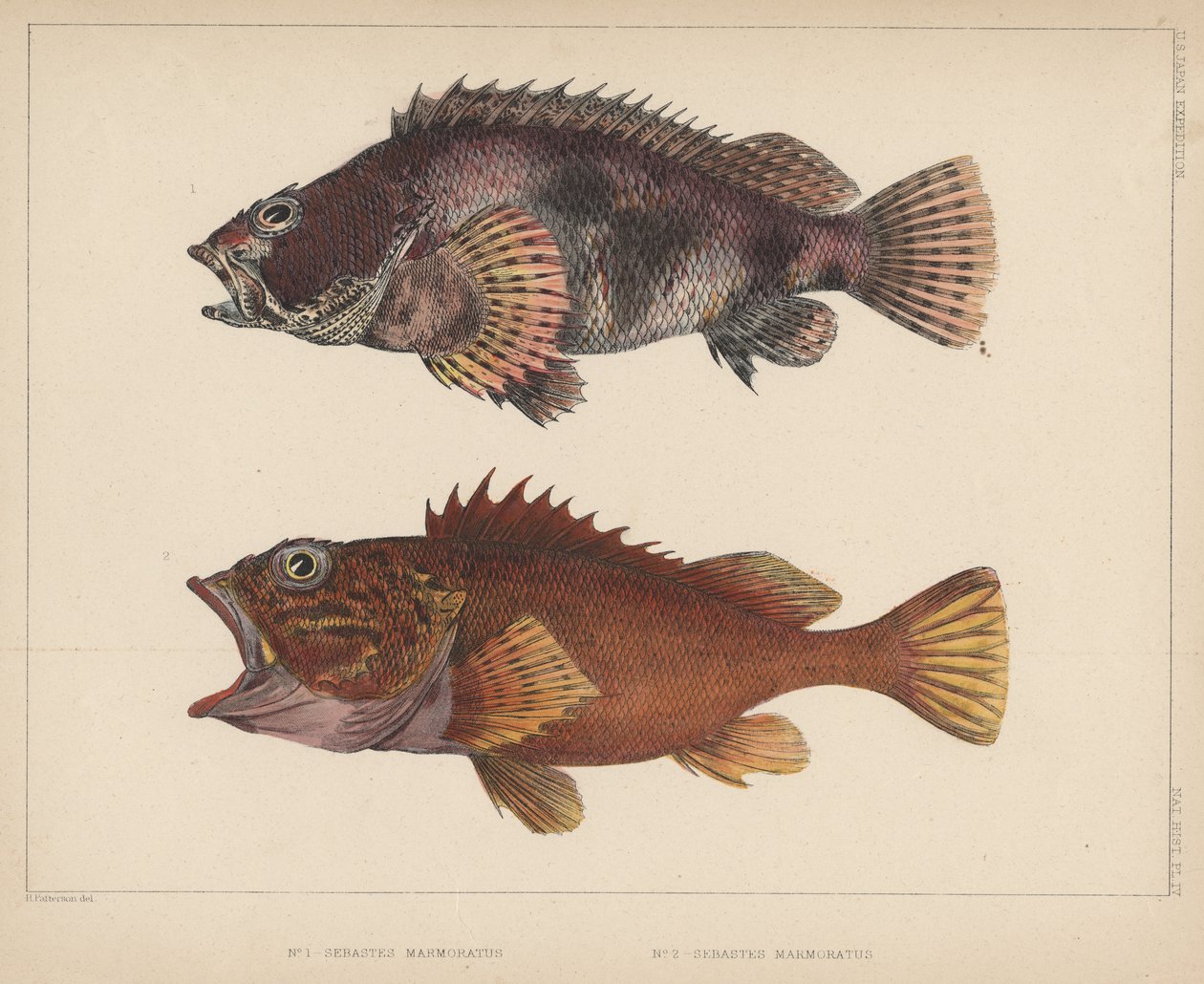 Sebastes Marmoratus, 1855 av H. Patterson