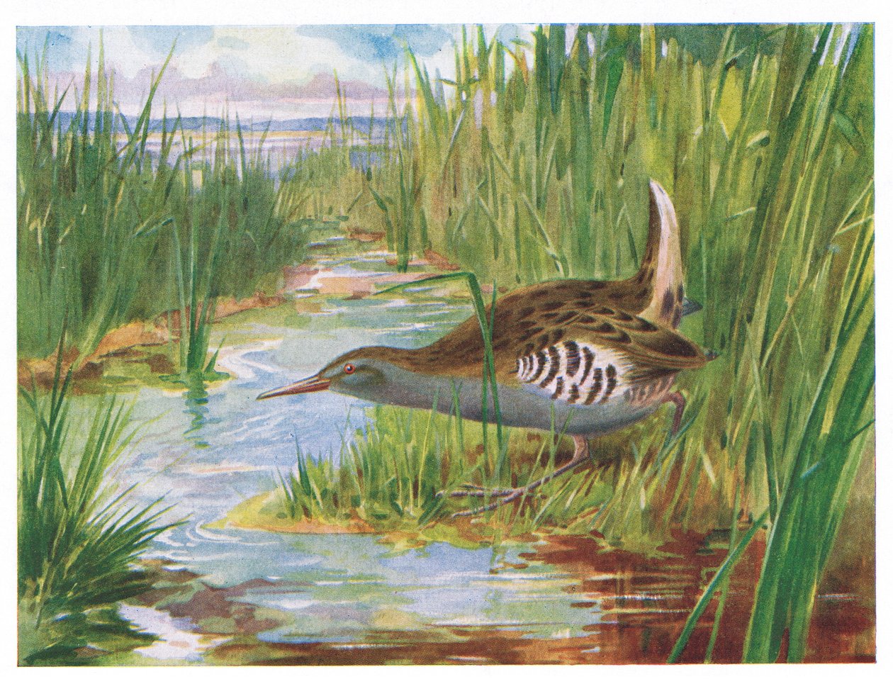 Water Rail, illustrasjon fra British Birds av Kirkman & Jourdain, 1966 av H. Wormald