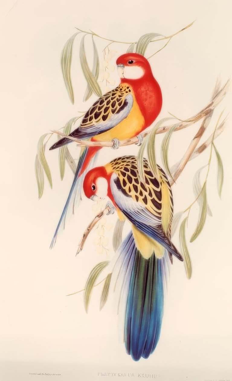 Black Parakeet / Chromolithography. v. J. Gould av H.C. Richter
