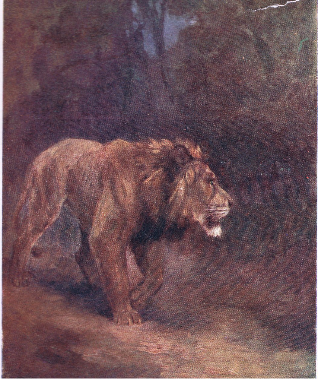 En løve i den afrikanske skogen av H. Dixon