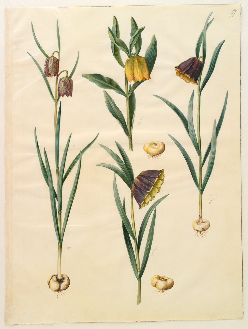 Fritillaria meleagris; Fritullaria lutea eller Fritullaria latifolia var lutea; Fritillaria pyrenaica av Hans Simon Holtzbecker
