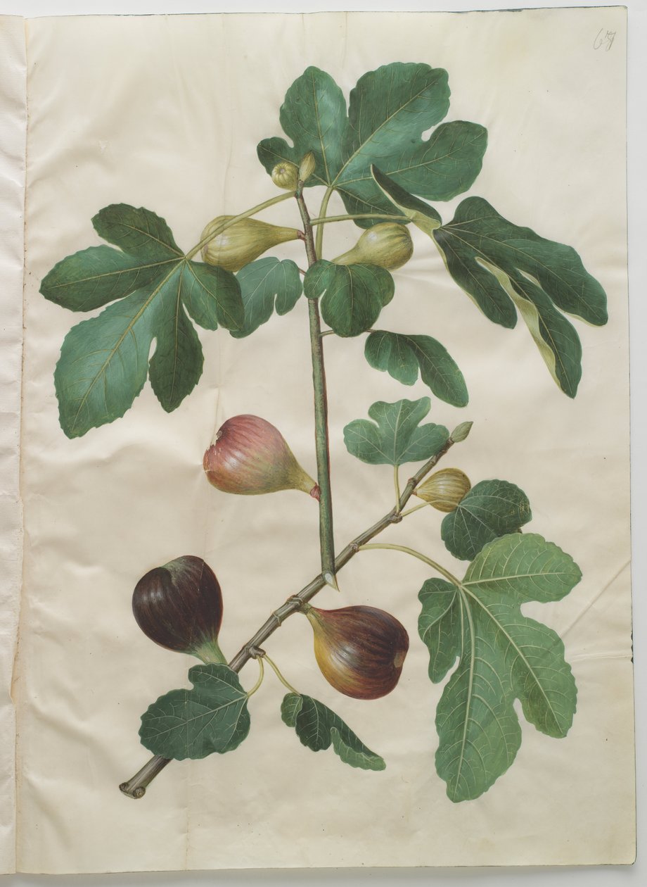 Ficus carica av Hans Simon Holtzbecker