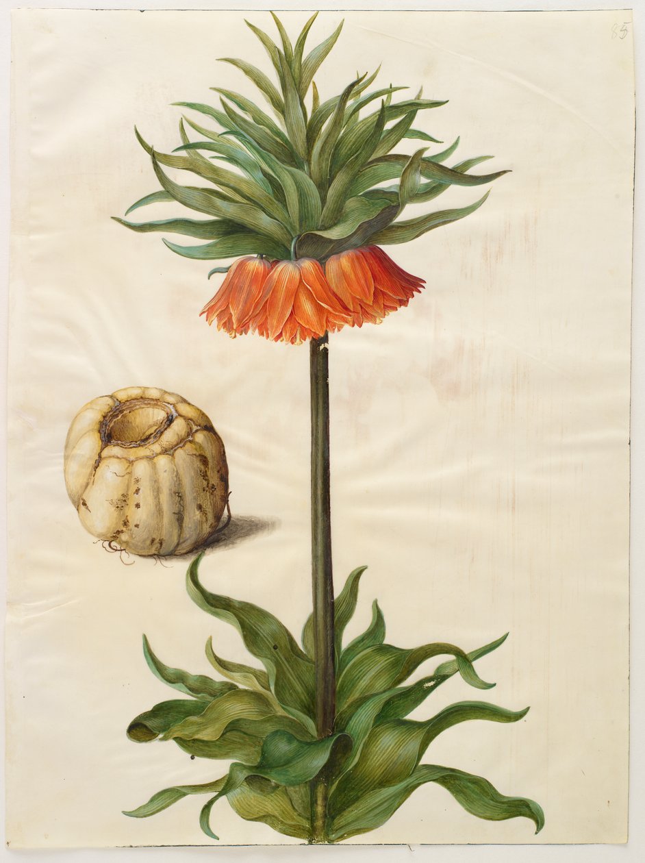 Fritillaria imperialis av Hans Simon Holtzbecker