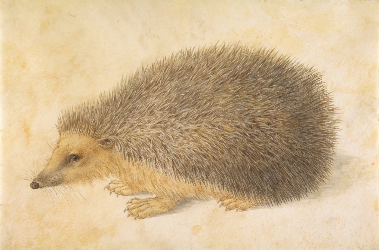 En pinnsvin Erinaceus roumanicus, før 1584. av Hans Hoffmann
