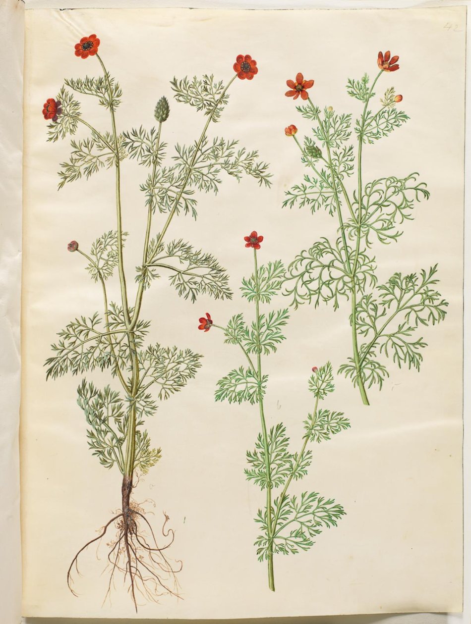 Adonis årlig (høst-adonis); Adonis sommer (sommer-adonis) av Hans Simon Holtzbecker