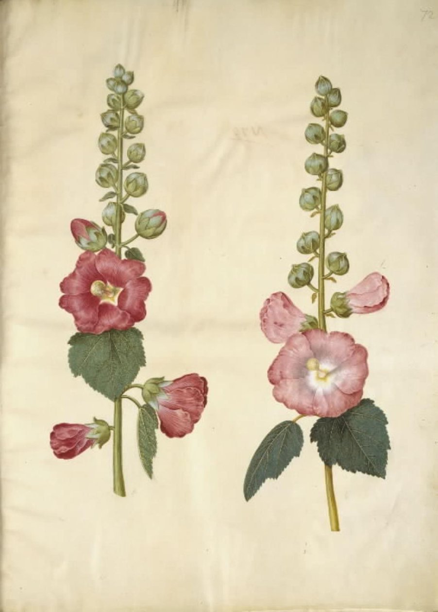 Alcea rosea (har-stokrose) av Hans Simon Holtzbecker