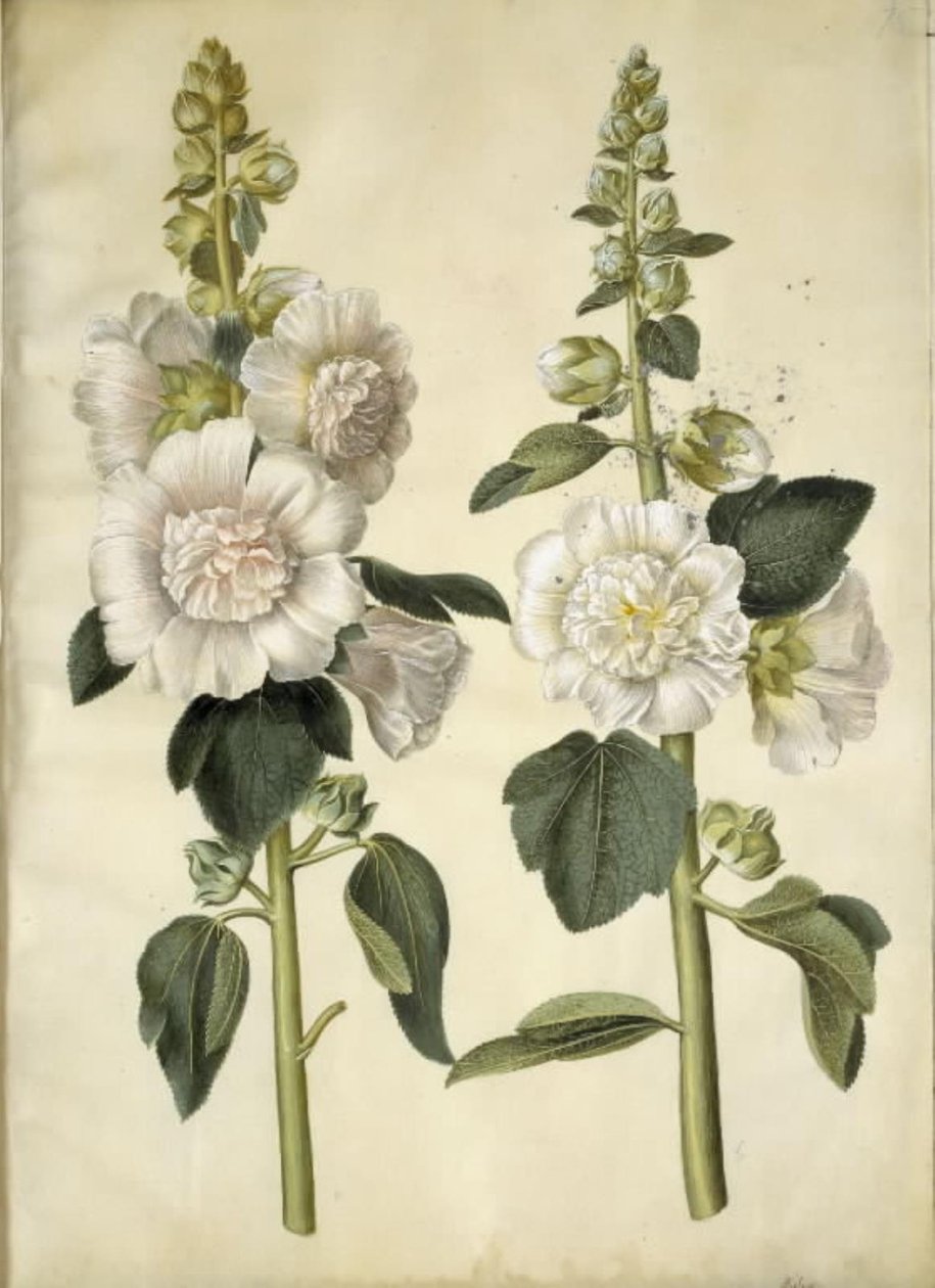 Alcea rosea (har-stokrose) av Hans Simon Holtzbecker