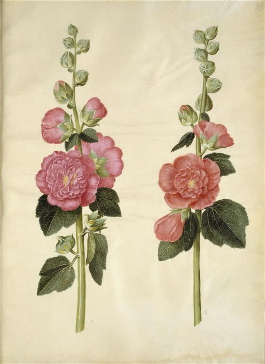 Alcea rosea (har-stokrose) av Hans Simon Holtzbecker