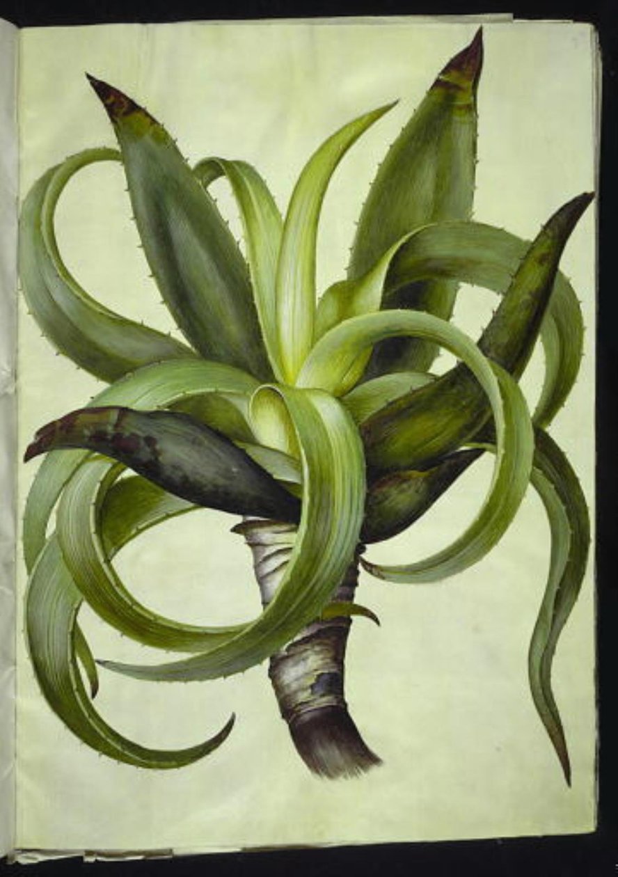 Aloe (aloe) av Hans Simon Holtzbecker