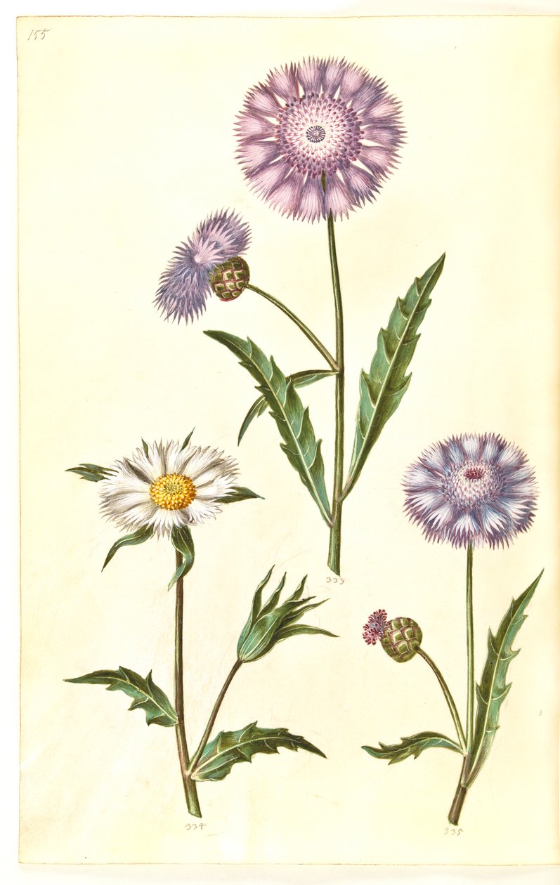Amberboa moschata (duft sultan) av Hans Simon Holtzbecker