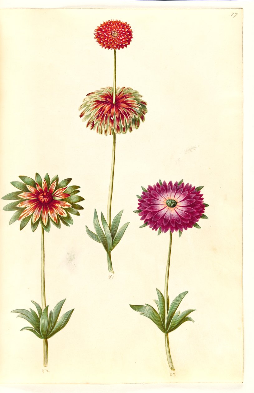 Anemone ×fulgens (skinnende anemone) av Hans Simon Holtzbecker