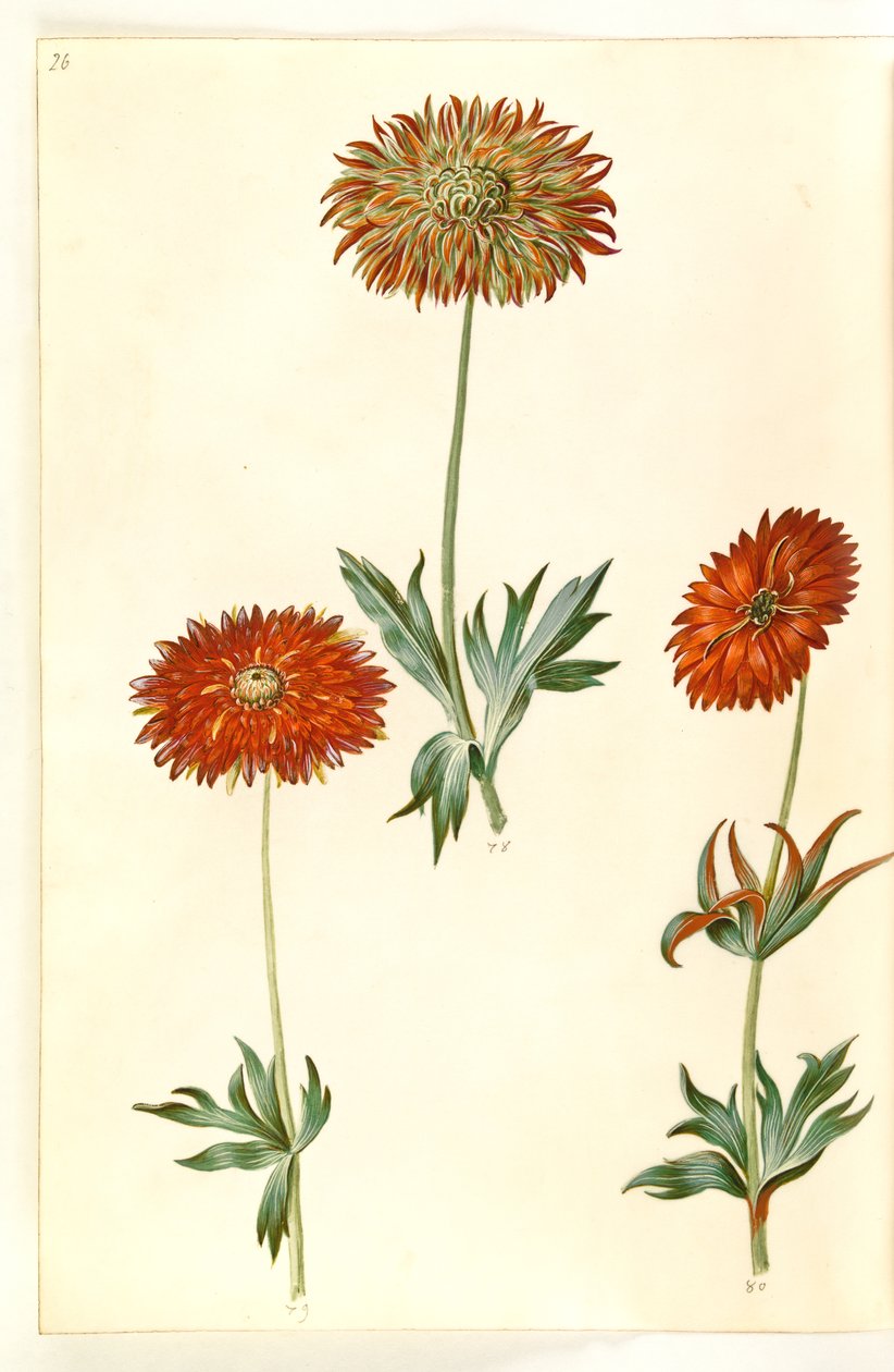 Anemone ×fulgens (skinnende anemone) av Hans Simon Holtzbecker
