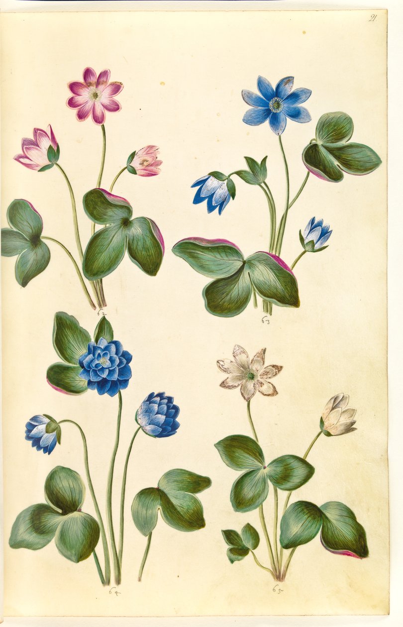 Anemone hepatica (blå anemone) av Hans Simon Holtzbecker