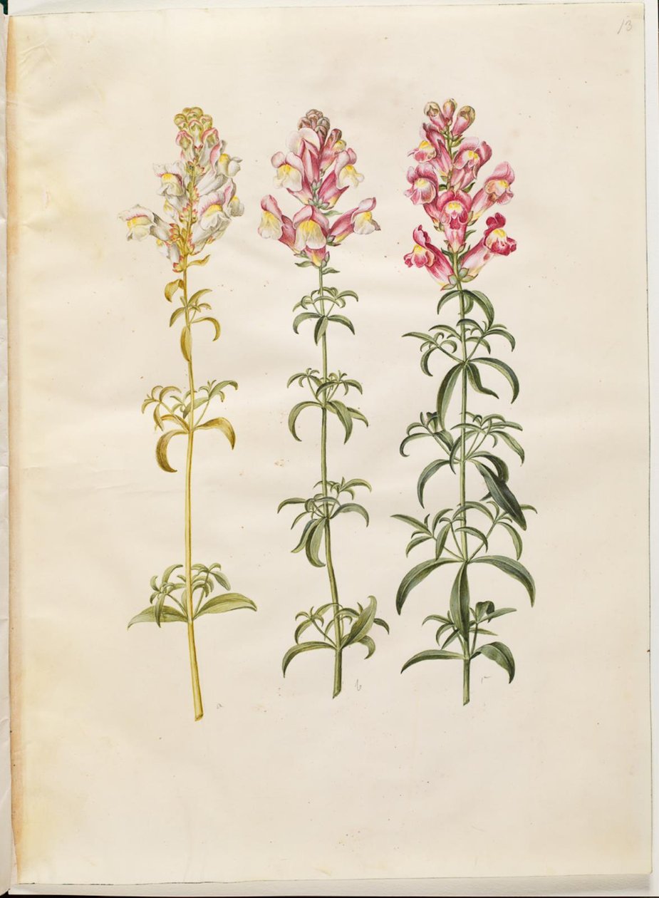 Antirrhinus majus (have-løvemund) av Hans Simon Holtzbecker
