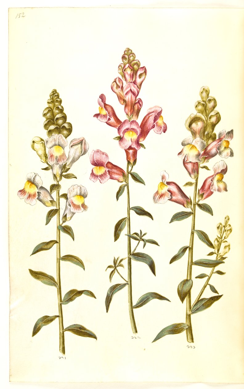 Antirrhinus majus (have-løvemund) av Hans Simon Holtzbecker