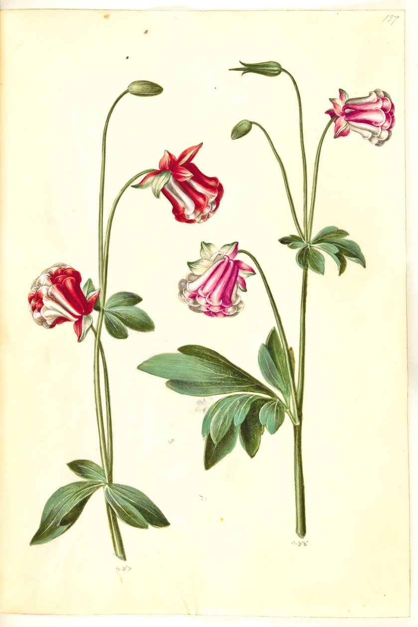 Aquilegia vulgaris (vanlig akelei) av Hans Simon Holtzbecker