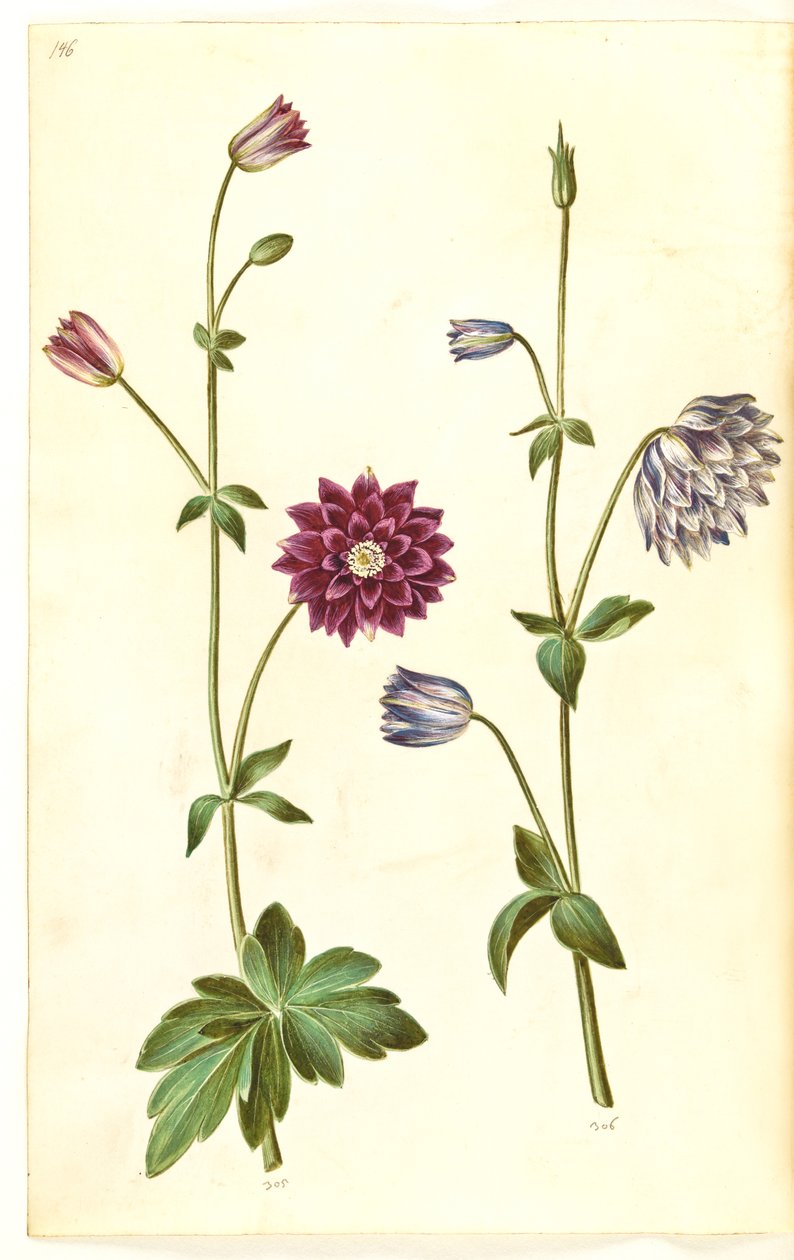 Aquilegia vulgaris (vanlig akelei) av Hans Simon Holtzbecker
