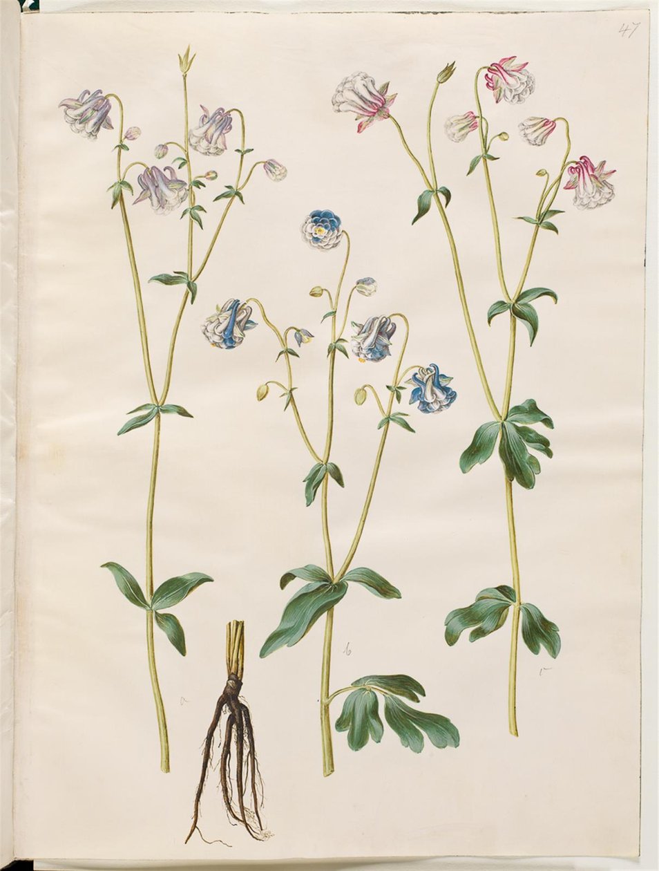 Aquilegia vulgaris (vanlig akelei) av Hans Simon Holtzbecker