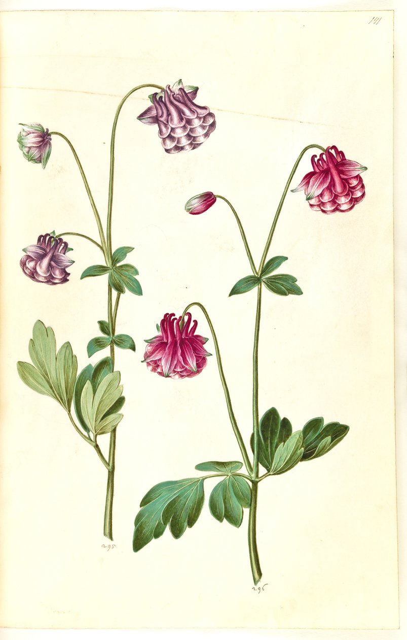 Aquilegia vulgaris (vanlig akelei) av Hans Simon Holtzbecker