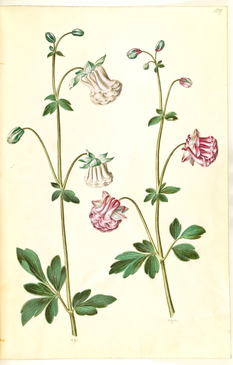 Aquilegia vulgaris (vanlig akelei) av Hans Simon Holtzbecker