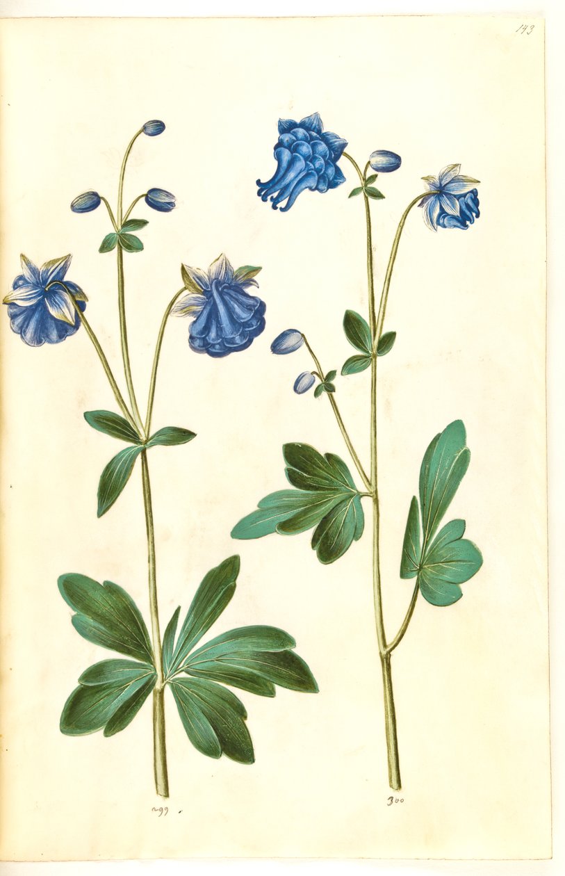Aquilegia vulgaris (vanlig akelei) av Hans Simon Holtzbecker