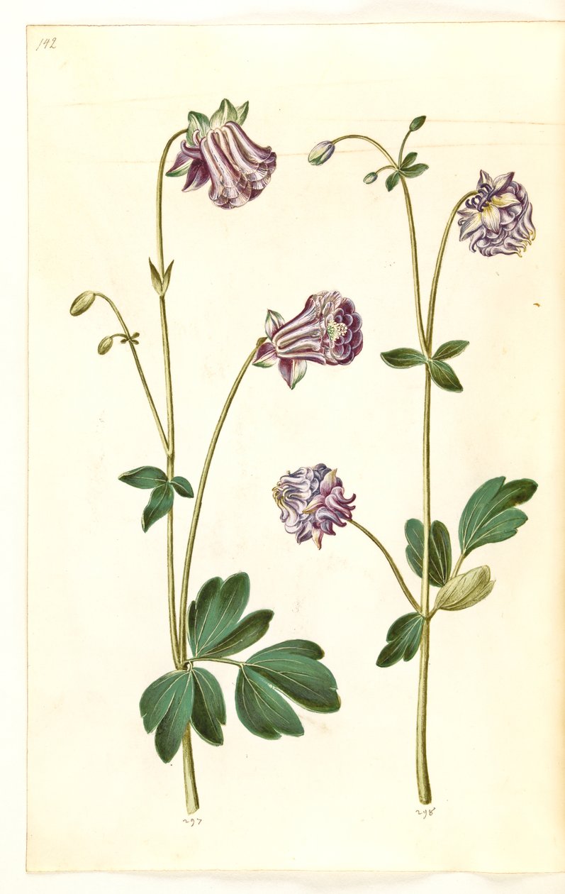 Aquilegia vulgaris (vanlig akelei) av Hans Simon Holtzbecker