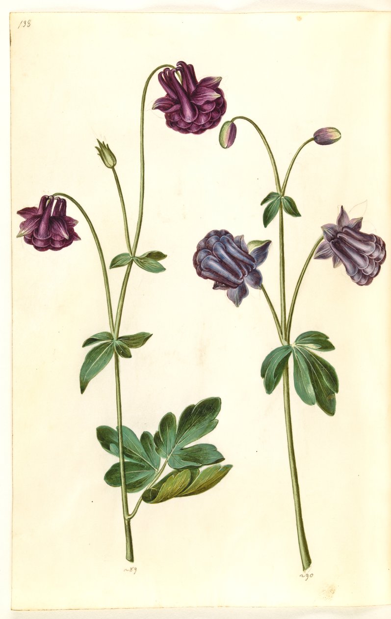Aquilegia vulgaris (vanlig akelei) av Hans Simon Holtzbecker