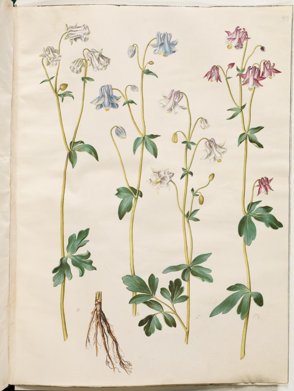 Aquilegia vulgaris (vanlig akelei) av Hans Simon Holtzbecker