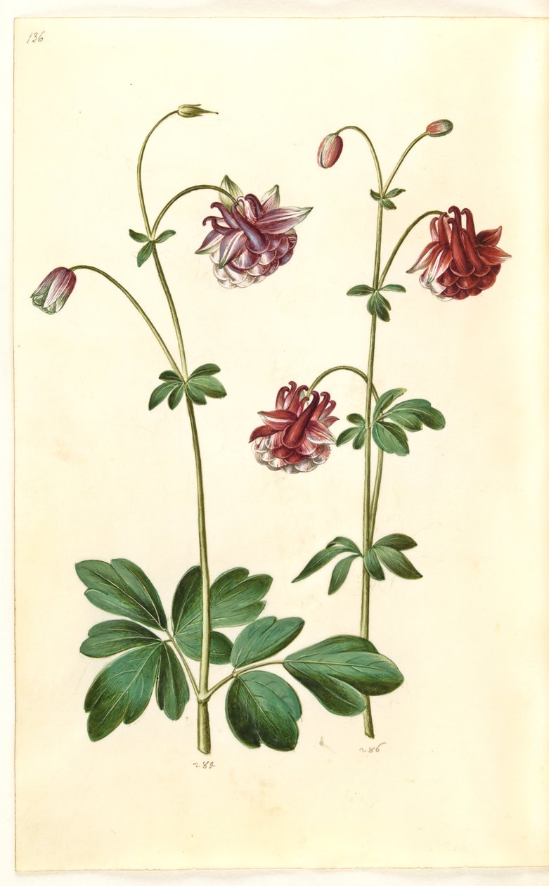 Aquilegia vulgaris (vanlig akelei) av Hans Simon Holtzbecker