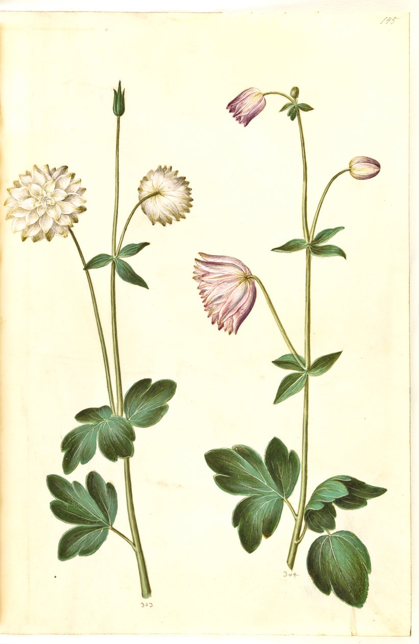 Aquilegia vulgaris (vanlig akelei) av Hans Simon Holtzbecker