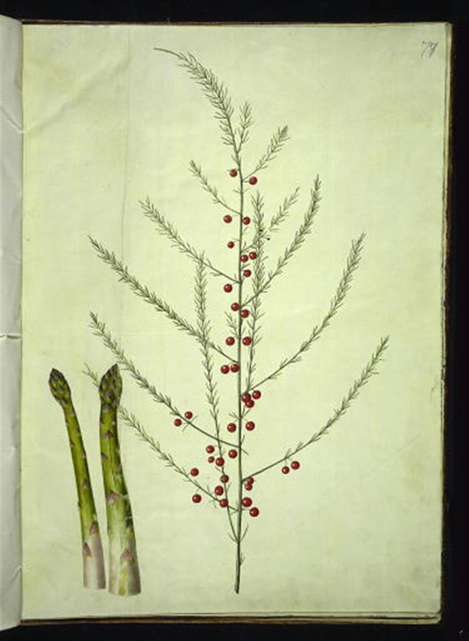 Asparges officinalis (vanlig asparges) av Hans Simon Holtzbecker
