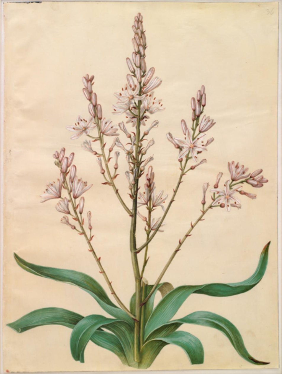 Asphodel ramosus (grønn påskelilje) av Hans Simon Holtzbecker