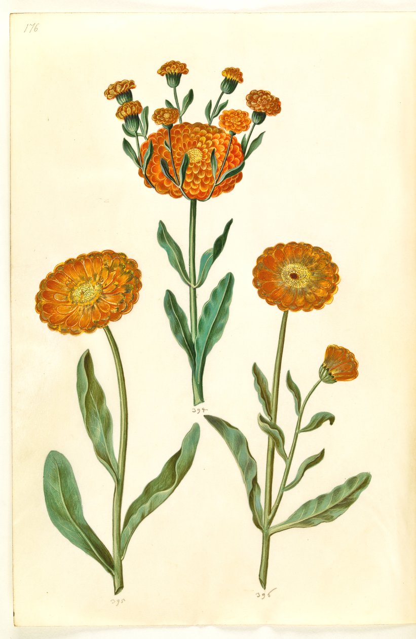Calendula officinalis (hage ringblomst) av Hans Simon Holtzbecker