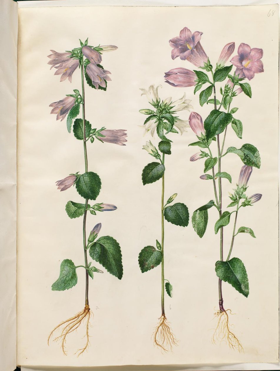 Campanula trachelium (nesleklokke); Campanula medium (marie