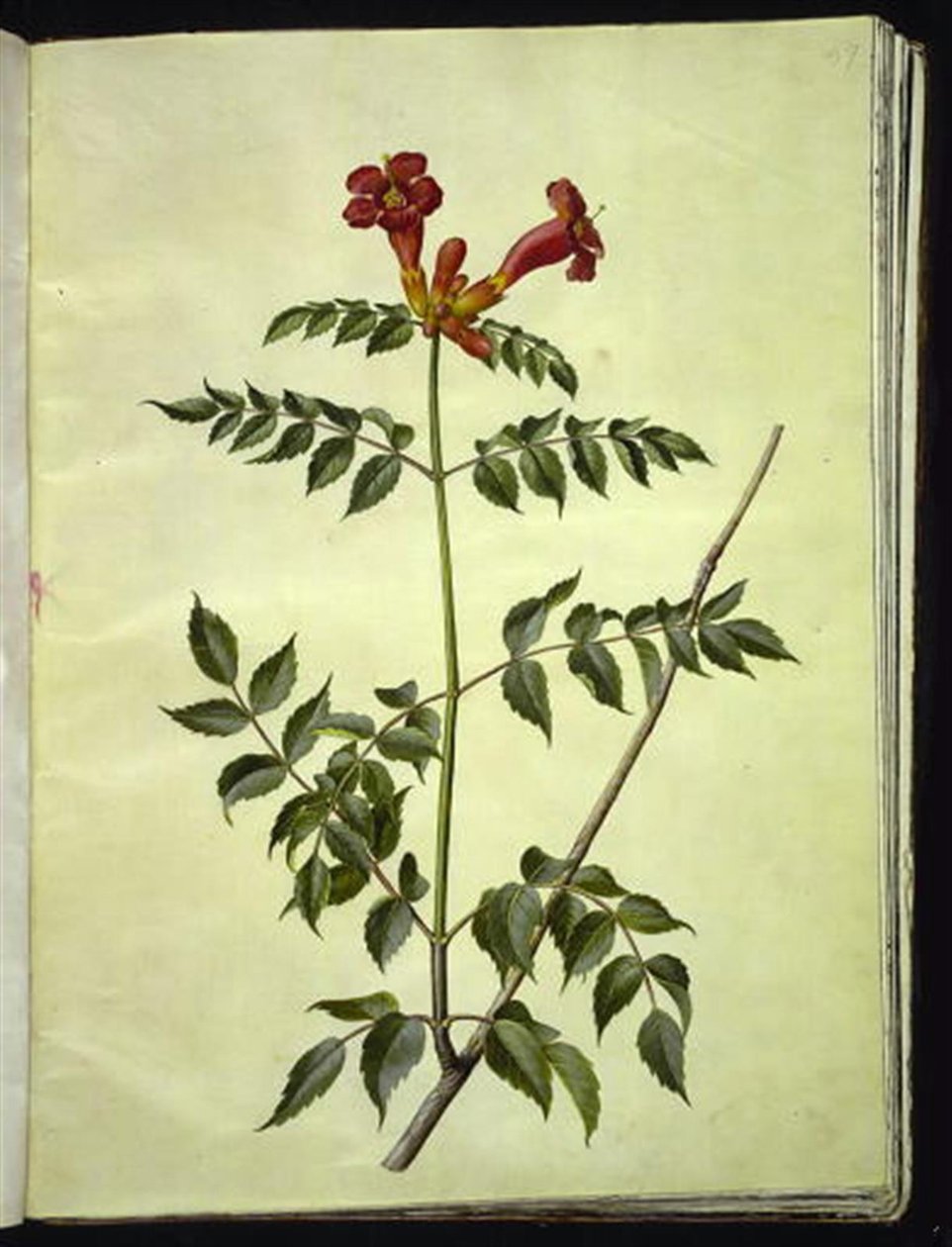 Campsis radicans (vanlig trompetblomst) av Hans Simon Holtzbecker