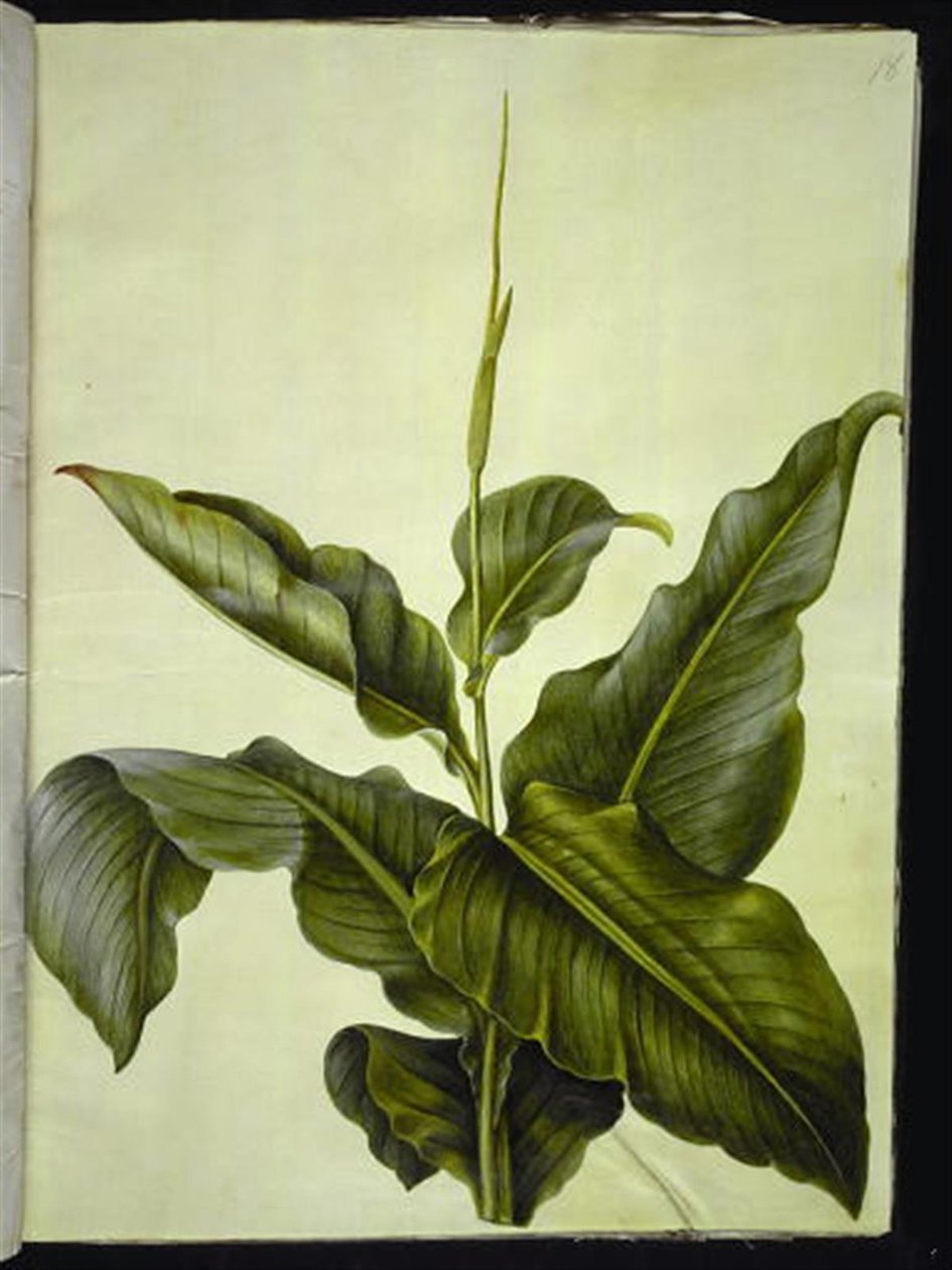 kanna (øye) av Hans Simon Holtzbecker