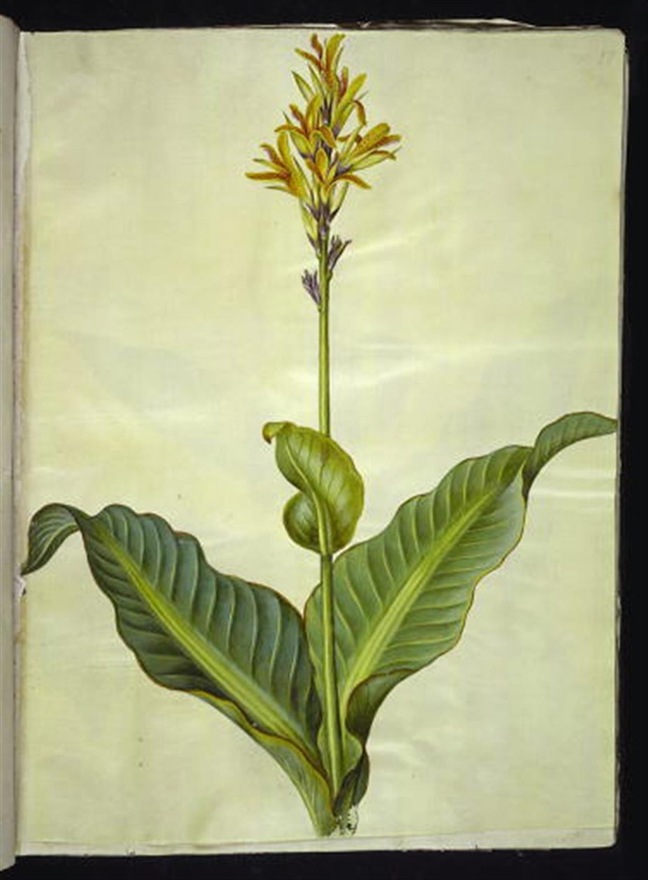 Canna indica (spiselig kanna) av Hans Simon Holtzbecker