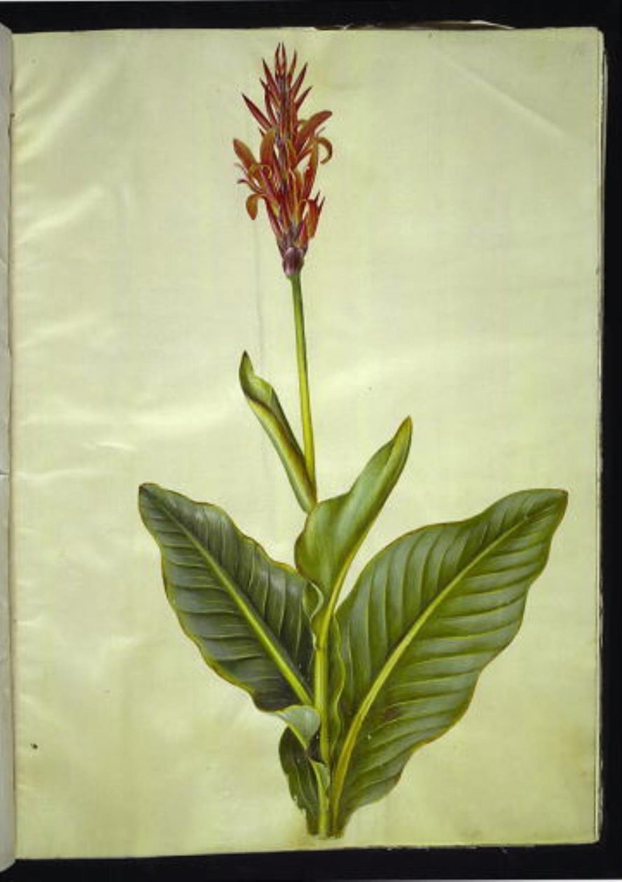 Canna indica (spiselig kanna) av Hans Simon Holtzbecker
