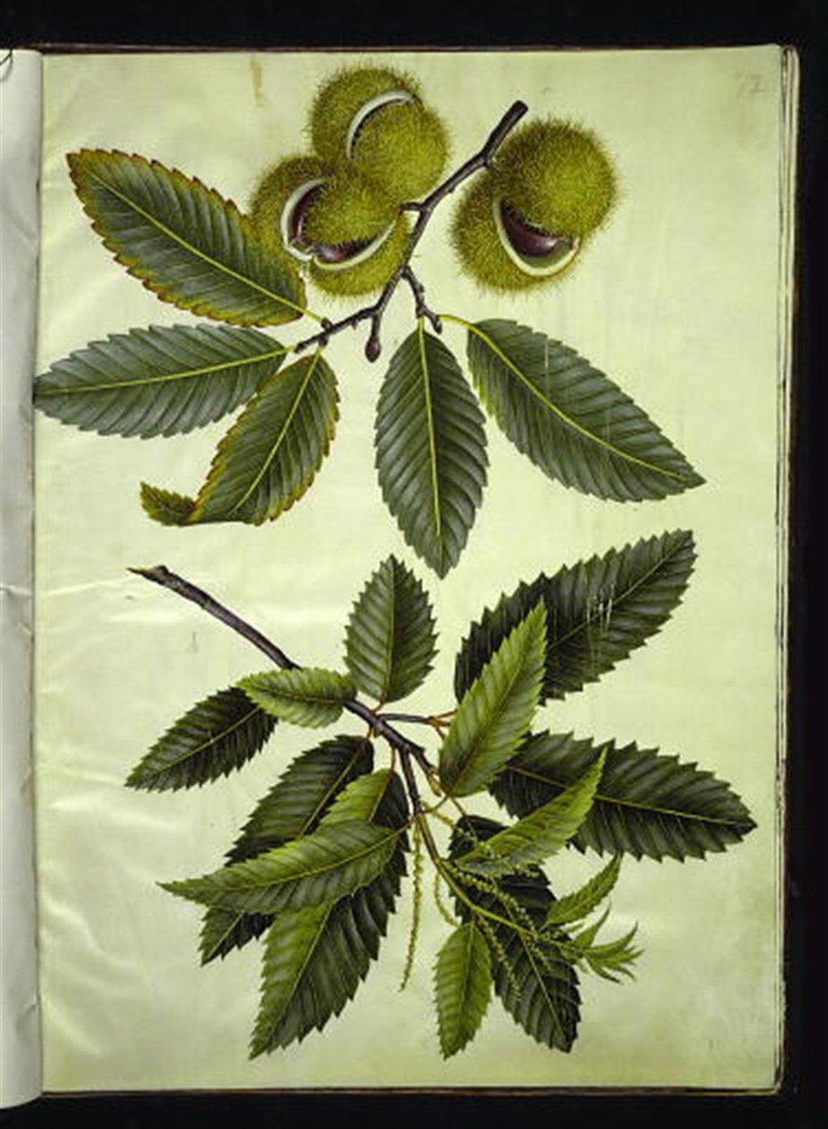 Castanea sativa (ekte kastanje) av Hans Simon Holtzbecker