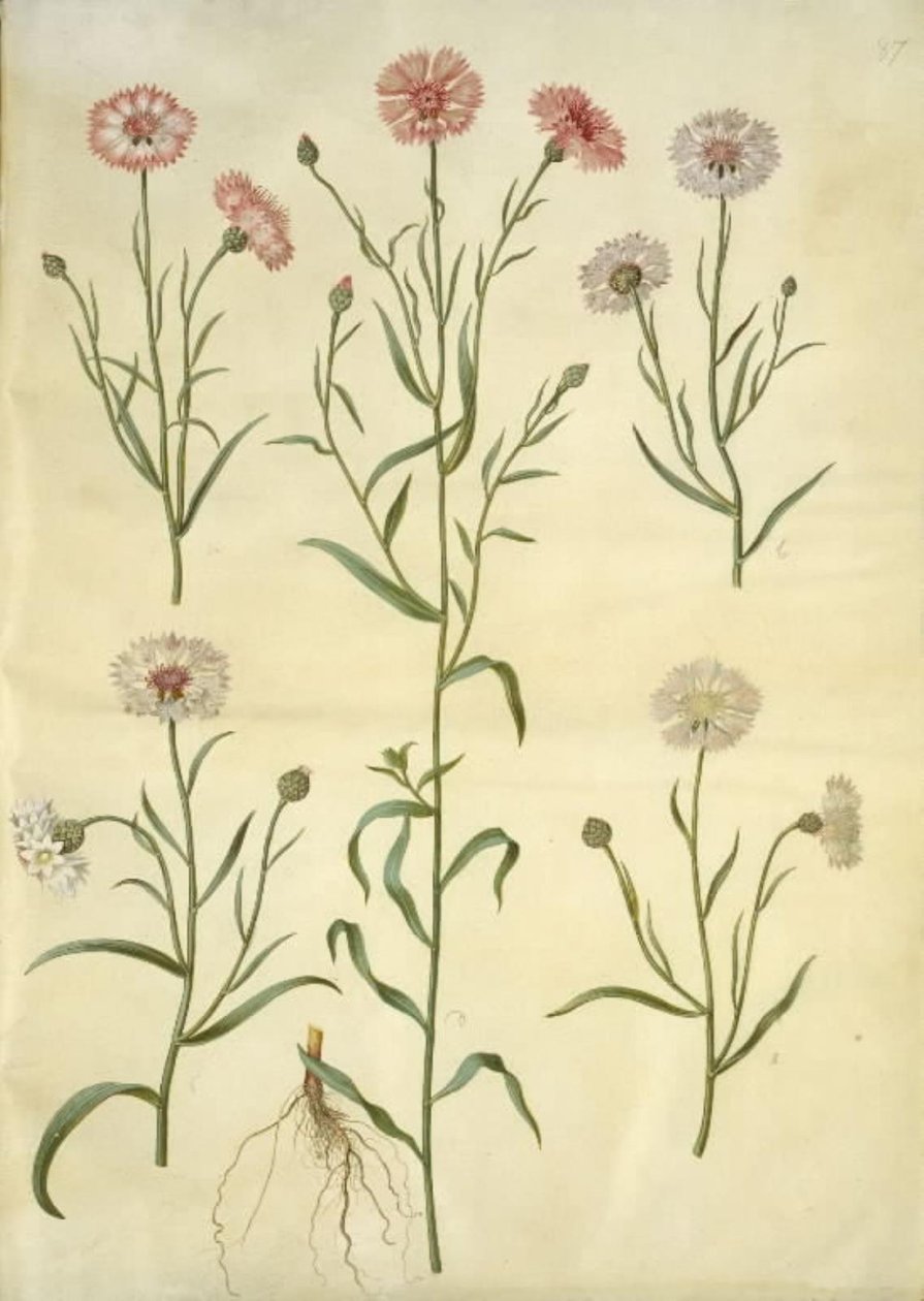 Centaurea cyanus (kornblomst) av Hans Simon Holtzbecker